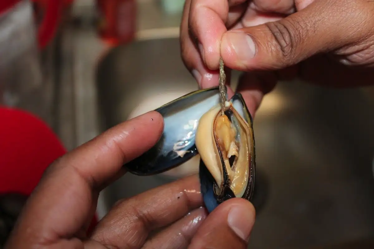 Näin puhdistat simpukat hiekasta täydellisesti – ammattilaisten tarkka menetelmä, jossa etikka ja sitruuna ovat täysin kiellettyjä