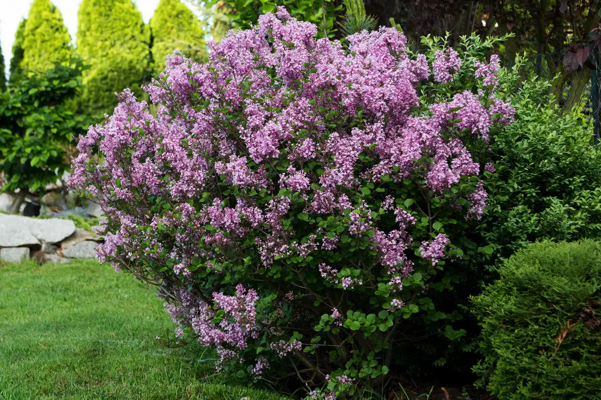 Näitä 5 puuta ei kannata leikata joulukuussa: asiantuntija neuvoo – jotta keväällä kukkivat runsaasti