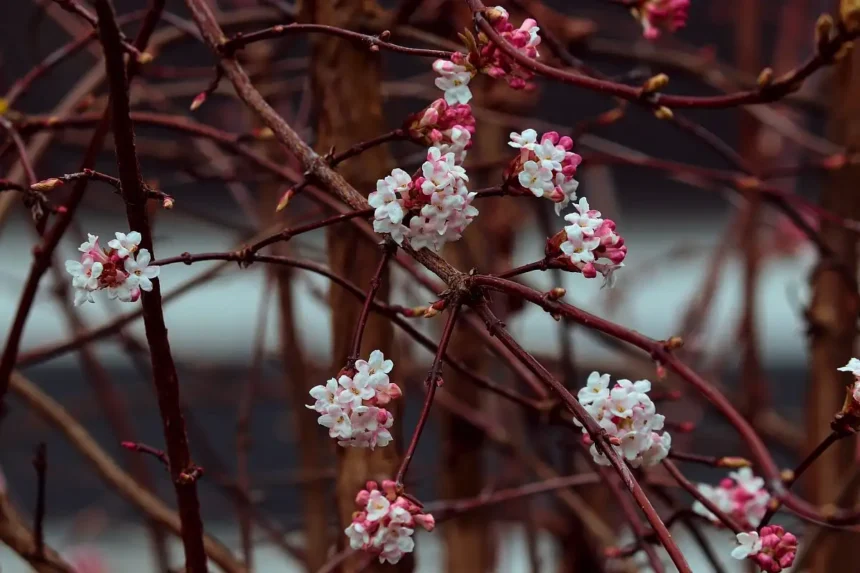 Näitä 5 puuta ei kannata leikata joulukuussa: asiantuntija neuvoo – jotta keväällä kukkivat runsaasti