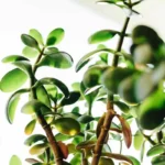 Rahapuu tuo kotiin vaurautta, onnea ja vakautta – näin feng shui -mestarit neuvovat sijoittamaan sen, jotta se toimii täydellä teholla ja täyttää lompakkosi