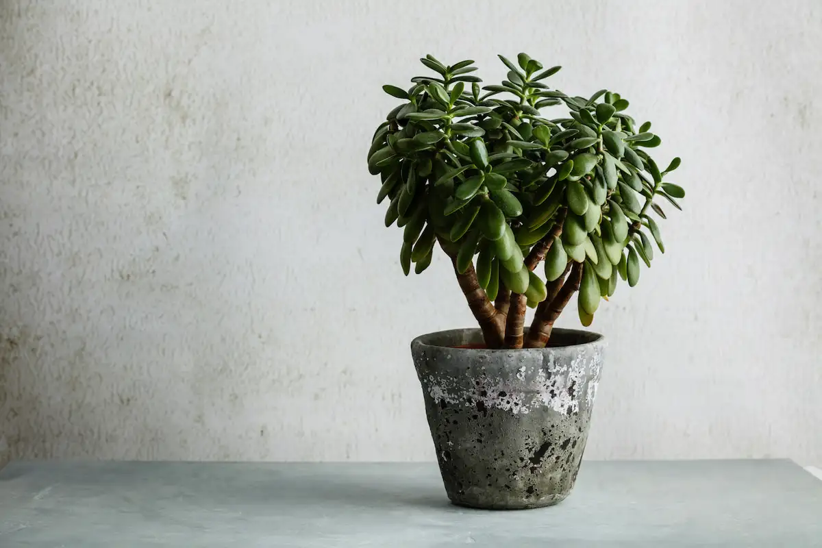 Rahapuu tuo kotiin vaurautta, onnea ja vakautta – näin feng shui -mestarit neuvovat sijoittamaan sen, jotta se toimii täydellä teholla ja täyttää lompakkosi