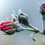 Ruusut talvella: milloin alkaa leikata ja suojata ruusupensaat – asiantuntijan ohjeet