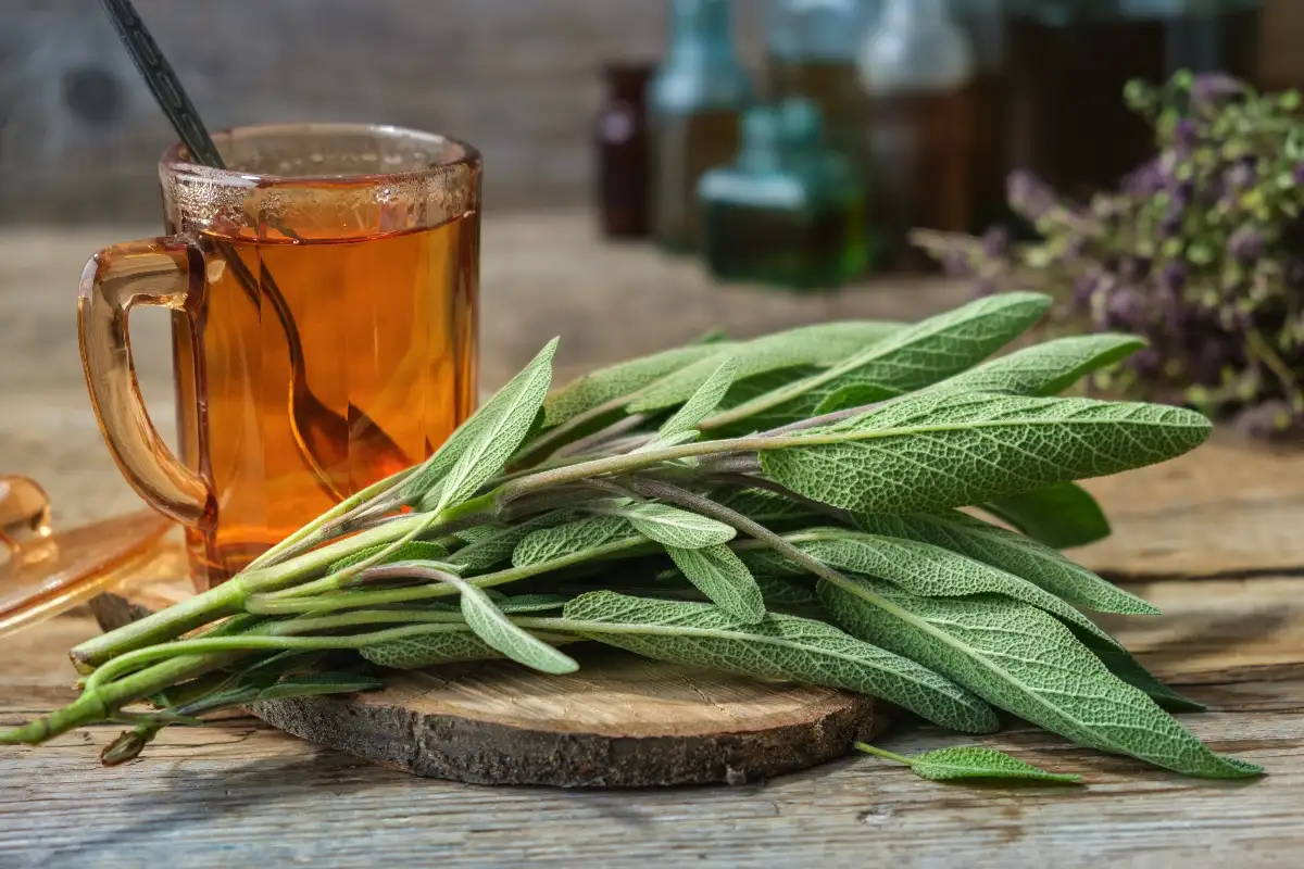 Salviatee – se yrttijuoma, joka hoivaa vatsaa, mieltä ja hormoneja samalla kertaa