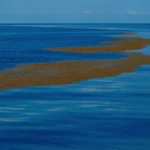 Ainoa meri maailmassa, jolla ei ole yhtään rantaviivaa – salaperäinen Sargassomeri