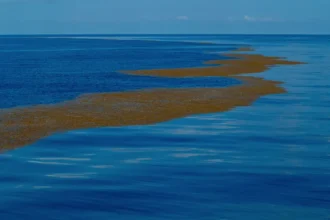 Ainoa meri maailmassa, jolla ei ole yhtään rantaviivaa – salaperäinen Sargassomeri