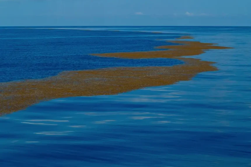 Ainoa meri maailmassa, jolla ei ole yhtään rantaviivaa – salaperäinen Sargassomeri