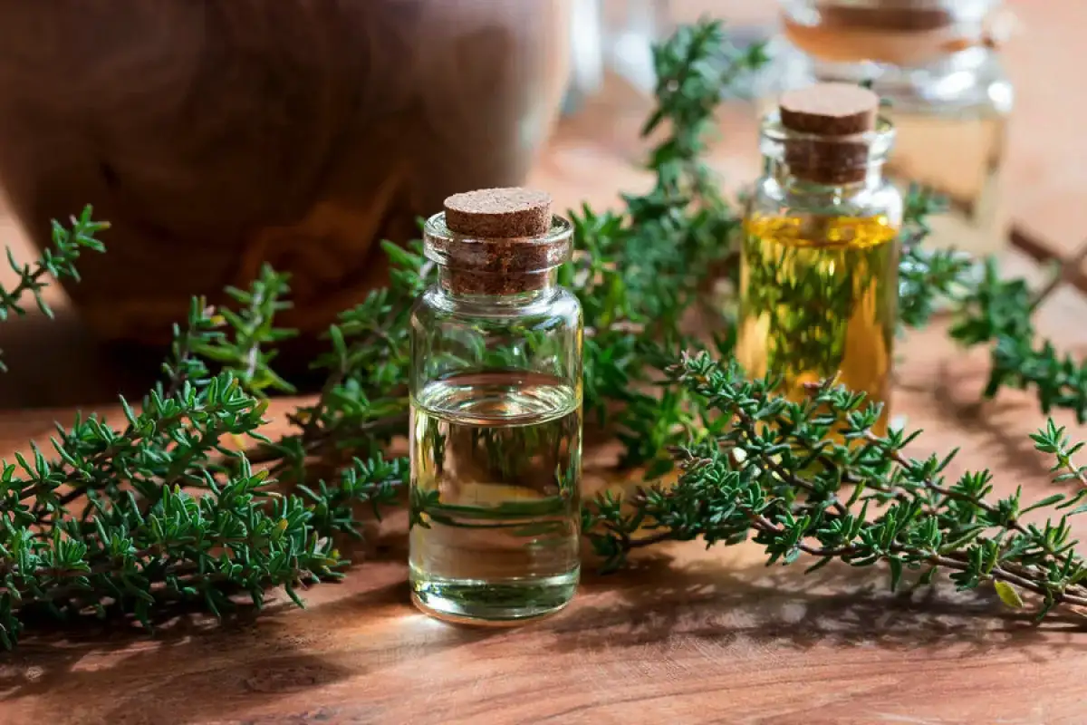 Timjami: tavallinen yrtti, joka suojaa flunssalta ja vahvistaa immuunijärjestelmää – ja miksi sitä kannattaa lisätä joka ateriaan