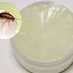 Näin pyydystät keittiön torakat vaseliinilla – tehokas kotitekoinen ansa