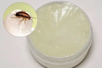 Näin pyydystät keittiön torakat vaseliinilla – tehokas kotitekoinen ansa