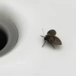 Viemärikärpänen – se pieni harmaa varjo kylpyhuoneen seinällä, joka paljastaa salatut viemäriongelmat ja kertoo totuuden kodistasi