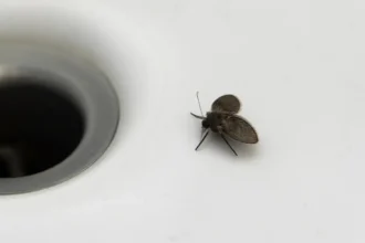 Viemärikärpänen – se pieni harmaa varjo kylpyhuoneen seinällä, joka paljastaa salatut viemäriongelmat ja kertoo totuuden kodistasi