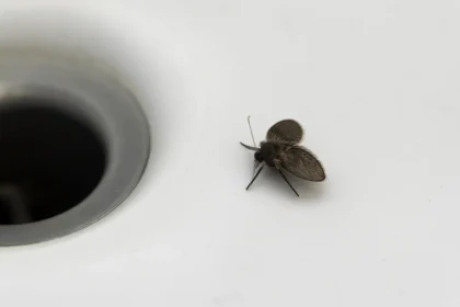 Viemärikärpänen – se pieni harmaa varjo kylpyhuoneen seinällä, joka paljastaa salatut viemäriongelmat ja kertoo totuuden kodistasi