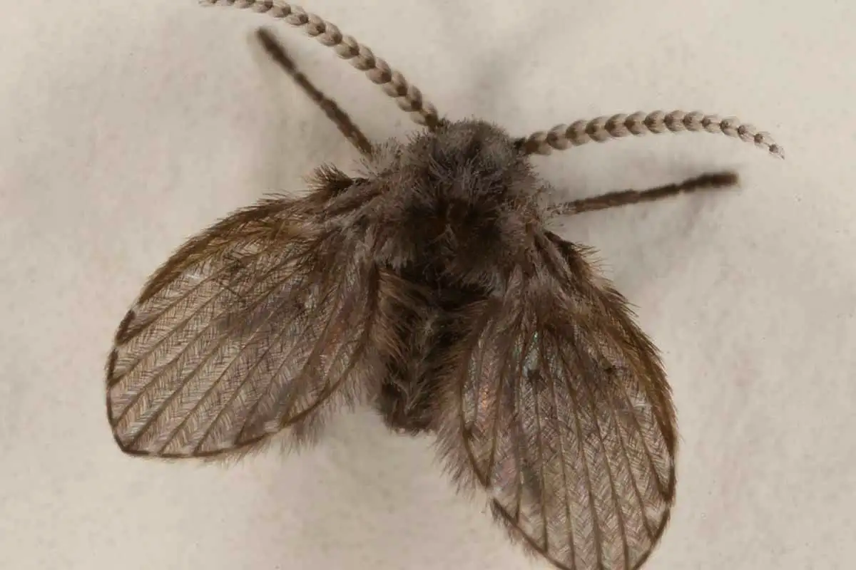 Viemärikärpänen – se pieni harmaa varjo kylpyhuoneen seinällä, joka paljastaa salatut viemäriongelmat ja kertoo totuuden kodistasi